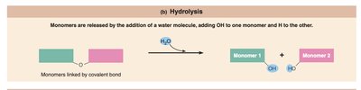 Hydrolysis diagram
