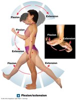Flexion/extension