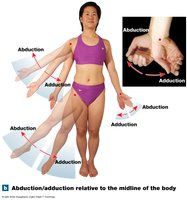 Abduction/adduction relative to the midline of the body