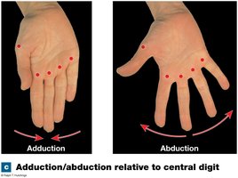 Adduction/abduction relative to central digit