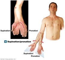 Supination/pronation