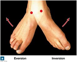 Eversion/inversion