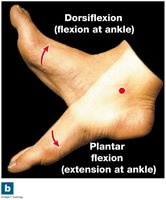 Dorsiflexion/Plantar flexion