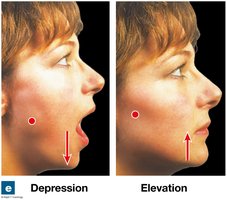 Depression/elevation