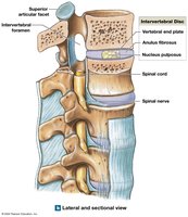 Lateral and sectional view of intervertebral joints