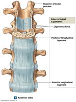 Anterior view of intervertebral ligaments