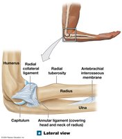 Elbow joint, lateral view