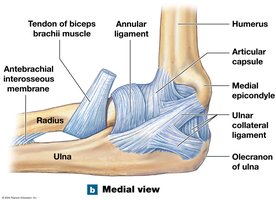 Elbow joint, medial view