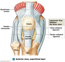 Knee joint, anterior view