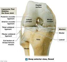 Knee joint, deep anterior view