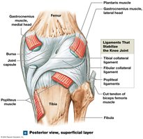 Knee joint, posterior view