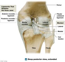 Knee joint, deep posterior view