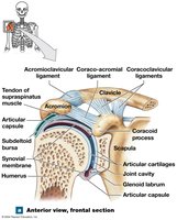 Shoulder joint, anterior view