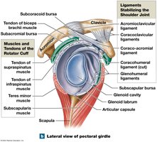 Shoulder joint, lateral view