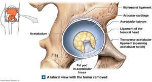 Hip joint, lateral view