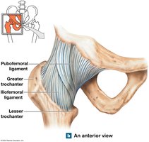 Hip joint, anterior view