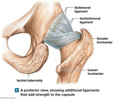 Hip joint, posterior view