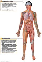 Integration of the skeletal system with other body systems