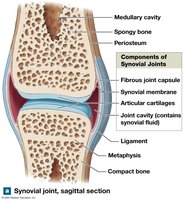 Synovial joint, sagittal section
