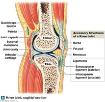 Knee joint, sagittal section