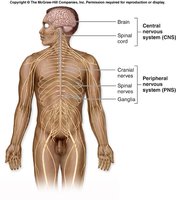Diagram of the central and peripheral nervous systems in the human body