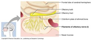 Olfactory nerve anatomy
