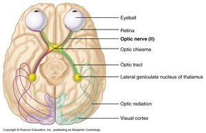 Optic nerve pathway