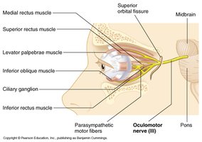 Oculomotor nerve and eye muscles