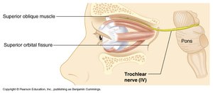 Trochlear nerve and superior oblique muscle