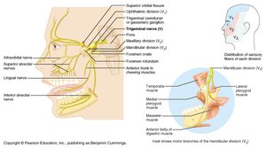 Trigeminal nerve branches and muscles
