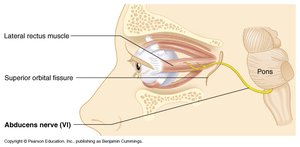 Abducens nerve and lateral rectus muscle