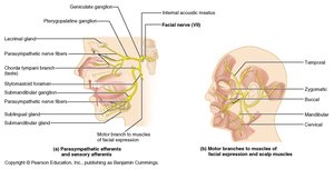 Facial nerve branches and muscles