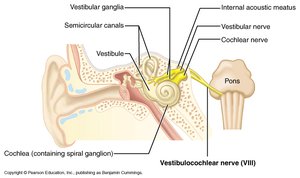 Vestibulocochlear nerve anatomy