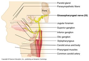Glossopharyngeal nerve pathway