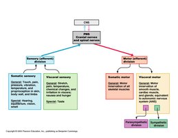 Functional organization of the PNS: sensory and motor divisions
