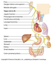 Vagus nerve and its branches