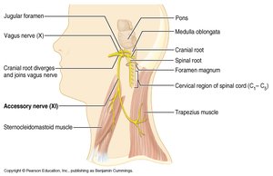 Accessory nerve pathway