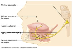 Hypoglossal nerve and tongue muscles