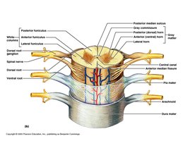 Spinal cord cross-section showing ventral root