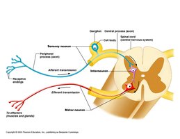 Spinal cord and spinal nerves, anterior view