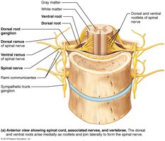 Spinal nerve branches including rami communicantes