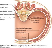 Ventral ramus innervation