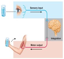 Diagram showing sensory input, integration, and motor output