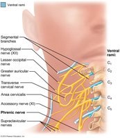 Cervical plexus and phrenic nerve