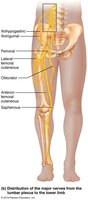 Lumbar plexus and major nerves of the lower limb