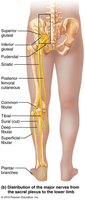 Sacral plexus and sciatic nerve