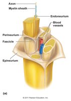 Anatomy of a nerve showing connective tissue layers