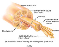 Transverse section of a spinal nerve showing coverings
