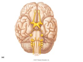 Cranial nerves emerging from the brain
