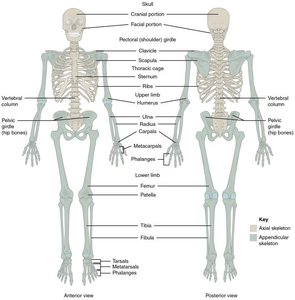 Anterior and posterior views of the human skeleton highlighting axial and appendicular skeleton
